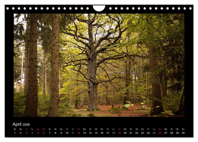 Produktbild: M&auml;rchenhafter Reinhardswald und Urwald Sababurg (Wandkalender 2026 DIN A4 quer), CALVENDO Monatskalender