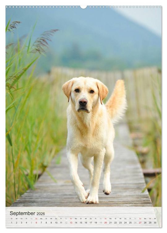 Produktbild: Hundepers&ouml;nlichkeiten (Wandkalender 2026 DIN A2 hoch), CALVENDO Monatskalender