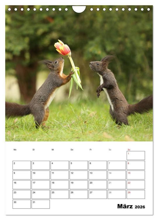 Produktbild: Die kleine Welt der Eichh&ouml;rnchen in Regensburg (Wandkalender 2026 DIN A4 hoch), CALVENDO Monatskalender