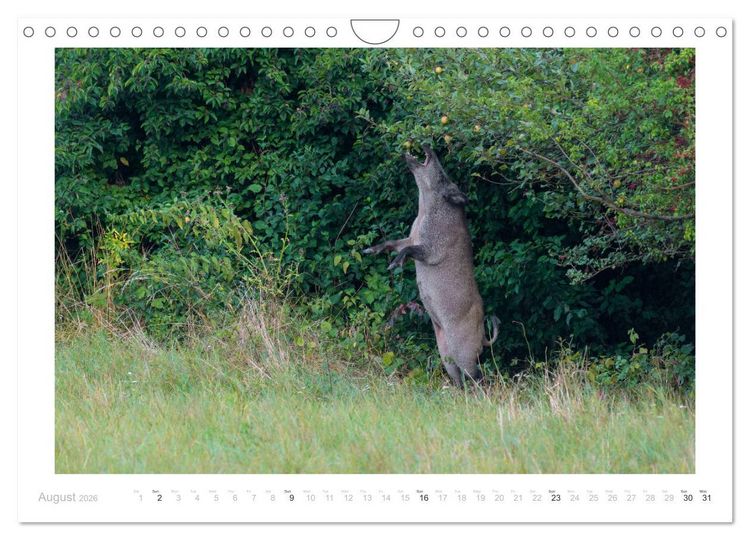 Produktbild: Wild Boars (Wall Calendar 2026 DIN A4 landscape), CALVENDO 12 Month Wall Calendar