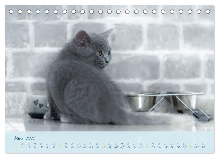 Produktbild: Ein kleiner Kater entdeckt die Welt! (Tischkalender 2026 DIN A5 quer), CALVENDO Monatskalender