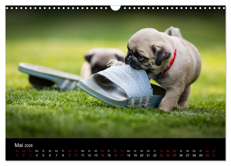 Produktbild: Mopswelpen (Wandkalender 2026 DIN A3 quer), CALVENDO Monatskalender