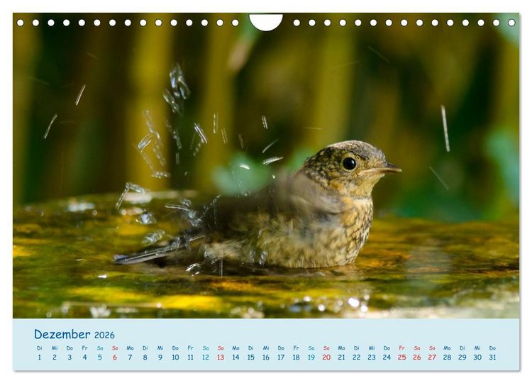 Produktbild: Sommer am Pool - Singv&ouml;gel an der Badestelle (Wandkalender 2026 DIN A4 quer), CALVENDO Monatskalender