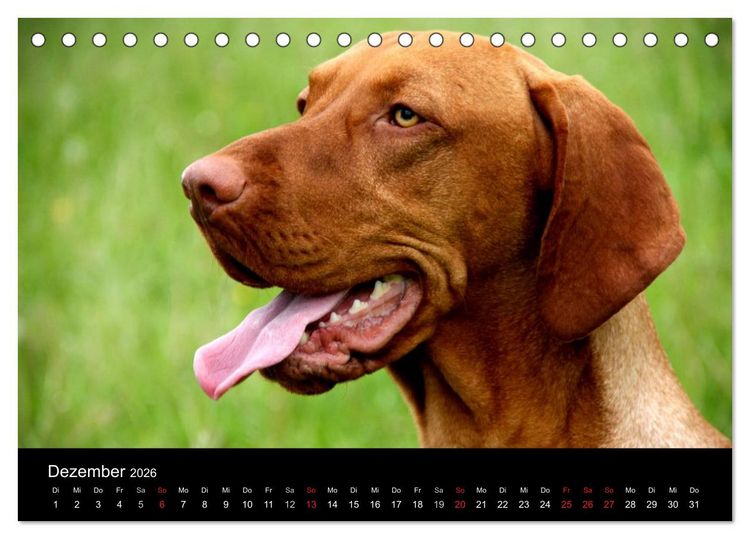 Produktbild: Magyar Vizsla (Tischkalender 2026 DIN A5 quer), CALVENDO Monatskalender