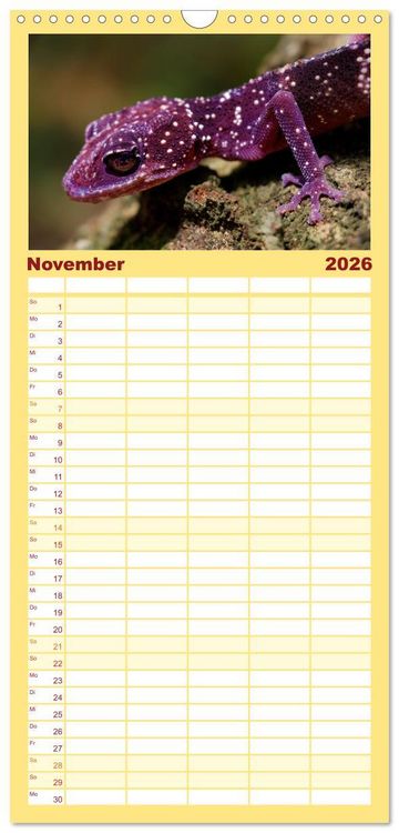 Produktbild: Familienplaner 2026 - Tierisch tolles Madagaskar - Cham&auml;leons, Lemuren und mehr mit 5 Spalten (Wandkalender, 21 x 45 cm) CALVENDO