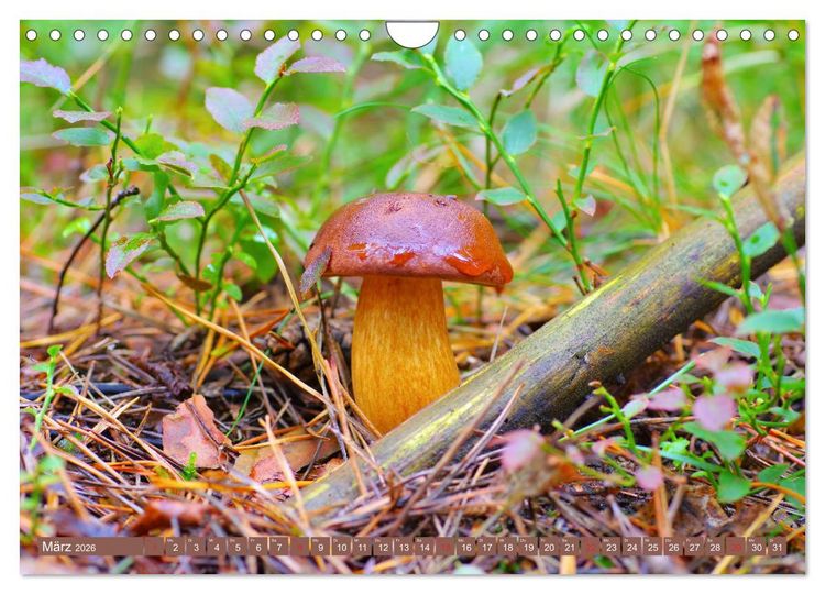 Produktbild: Die bunte Welt der Pilze (Wandkalender 2026 DIN A4 quer), CALVENDO Monatskalender
