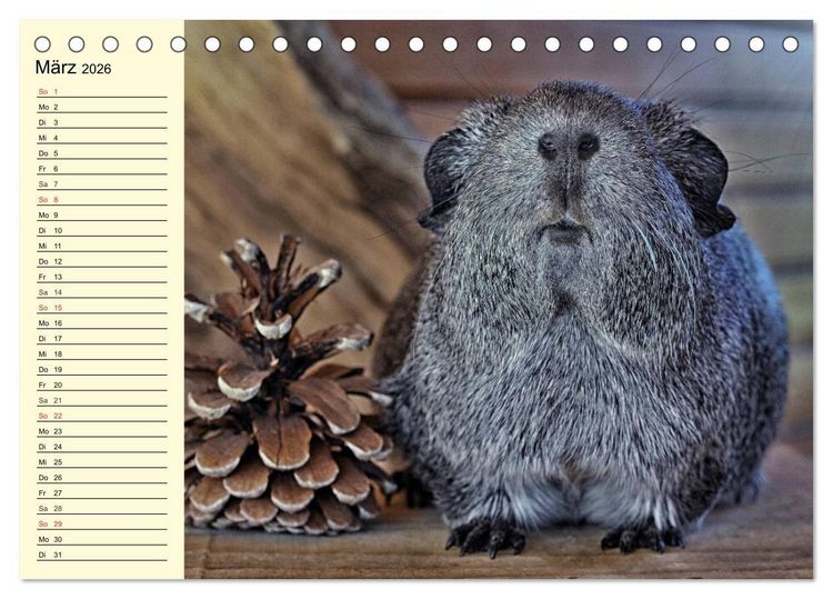 Produktbild: Meerschweinchen. Geliebte Nager (Tischkalender 2026 DIN A5 quer), CALVENDO Monatskalender