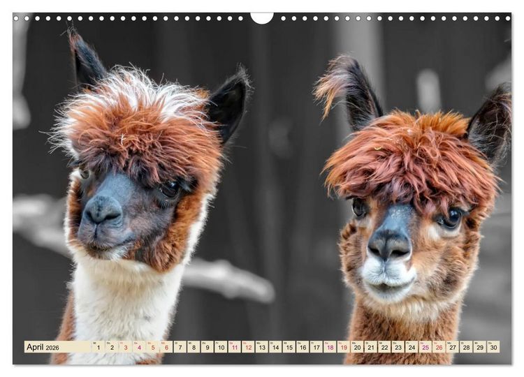 Produktbild: Alpaka Gesichter (Wandkalender 2026 DIN A3 quer), CALVENDO Monatskalender