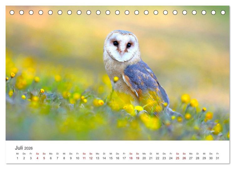 Produktbild: Eulen - Wachsame und geheimnisvolle Augen (Tischkalender 2026 DIN A5 quer), CALVENDO Monatskalender