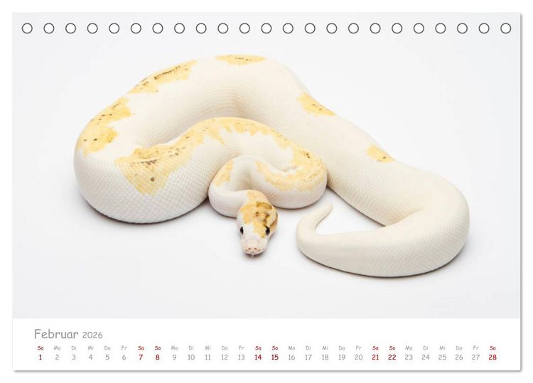 Produktbild: K&ouml;nigspythons - bunte Schlangen (Tischkalender 2026 DIN A5 quer), CALVENDO Monatskalender