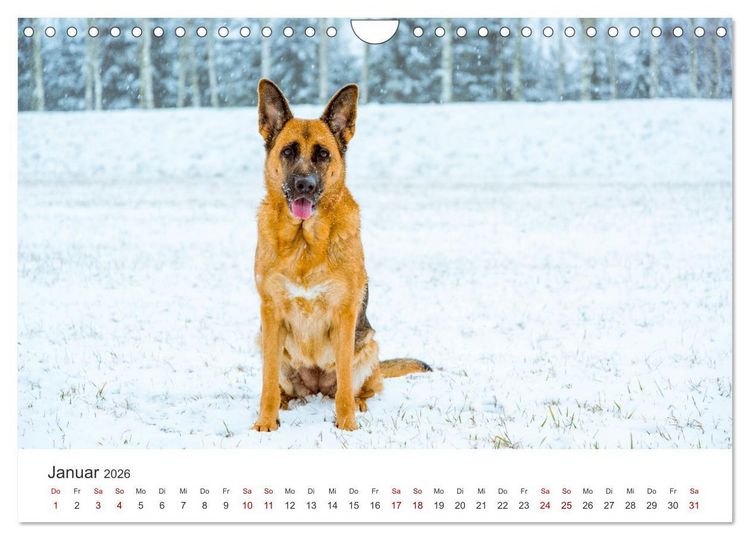 Produktbild: Sch&auml;ferhunde - Die gutm&uuml;tigen Wegbegleiter. (Wandkalender 2026 DIN A4 quer), CALVENDO Monatskalender