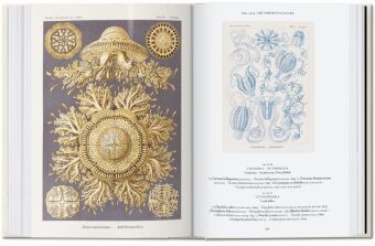 Produktbild: The Art and Science of Ernst Haeckel