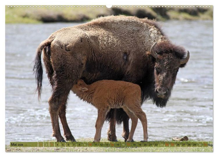 Produktbild: Wildtiere Nordamerikas (hochwertiger Premium Wandkalender 2026 DIN A2 quer), Kunstdruck in Hochglanz