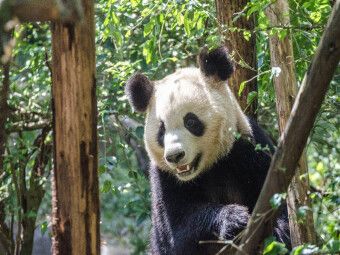 Produktbild: CALVENDO Puzzle Chengdu | 1000 Teile Lege-Gr&ouml;&szlig;e 64x48cm Foto-Puzzle f&uuml;r gl&uuml;ckliche Stunden