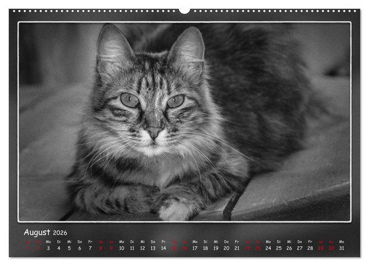 Produktbild: Tieren ins Gesicht geschaut (hochwertiger Premium Wandkalender 2026 DIN A2 quer), Kunstdruck in Hochglanz