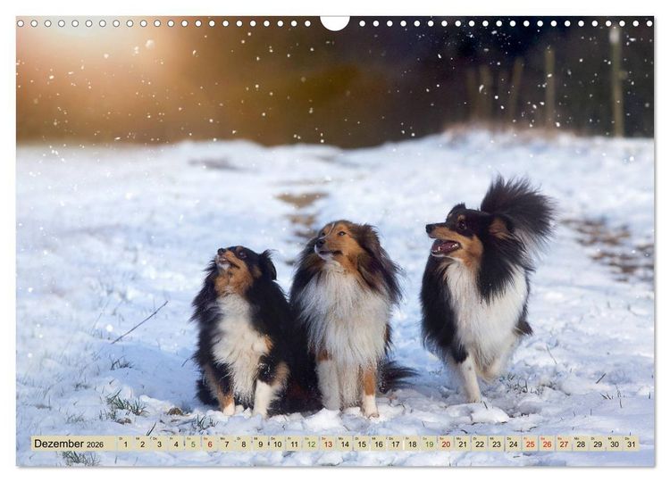 Produktbild: SHELTIES Liebe auf 4 Pfoten (Wandkalender 2026 DIN A3 quer), CALVENDO Monatskalender
