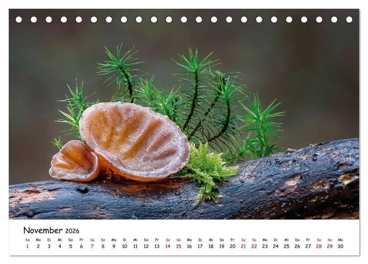 Produktbild: Pilzgalerie - Die bunte Welt der Baumpilze (Tischkalender 2026 DIN A5 quer), CALVENDO Monatskalender