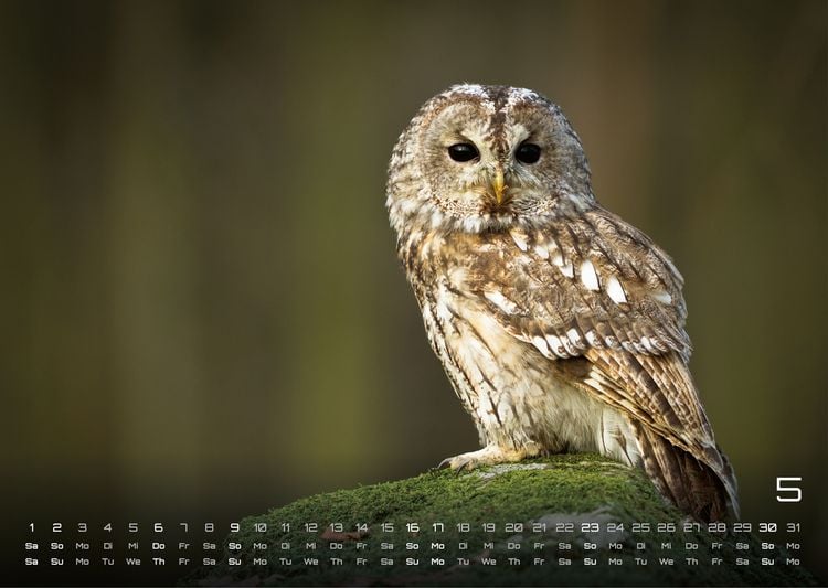 Produktbild: Eulen - W&auml;chter der Nacht - 2027 - Kalender DIN A3