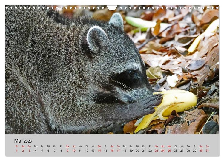 Produktbild: COSTA RICA - Tierische Momente (Wandkalender 2026 DIN A3 quer), CALVENDO Monatskalender