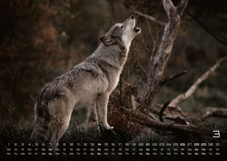 Produktbild: Wolf &ndash; Im Schatten des Waldes - 2027 - Kalender DIN A3