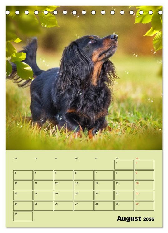 Produktbild: Dackeltr&auml;ume - Ein Familienplaner f&uuml;r das Jahr (Tischkalender 2026 DIN A5 hoch), CALVENDO Monatskalender