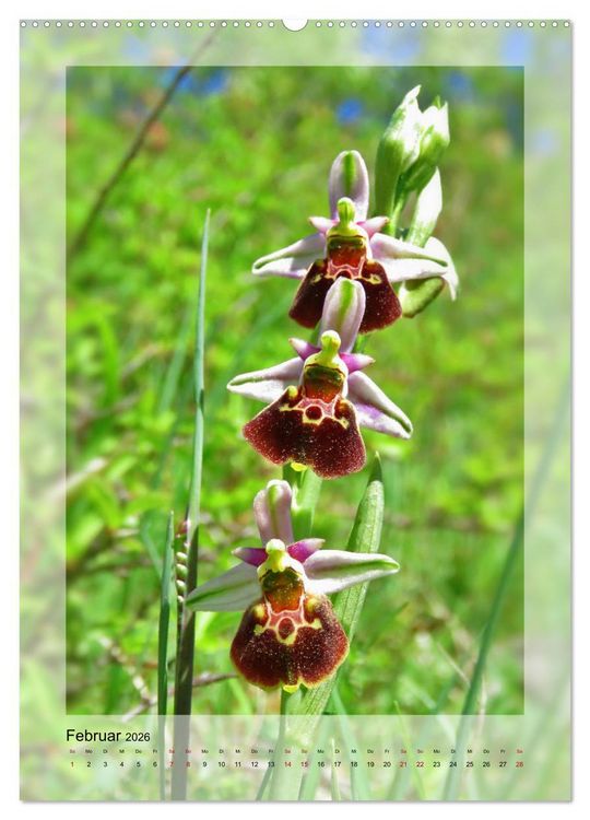 Produktbild: Deutschlands wilde Orchideen (hochwertiger Premium Wandkalender 2026 DIN A2 hoch), Kunstdruck in Hochglanz