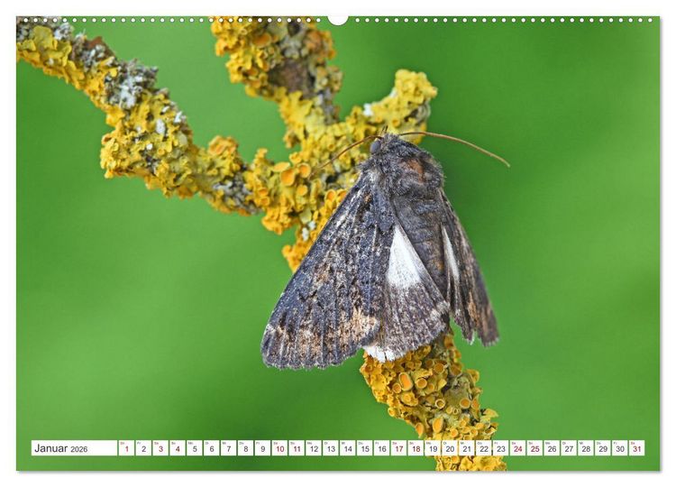 Produktbild: Nachtfalter - heimlich unterwegs, aber unheimlich sch&ouml;n (hochwertiger Premium Wandkalender 2026 DIN A2 quer), Kunstdruck in Hochglanz