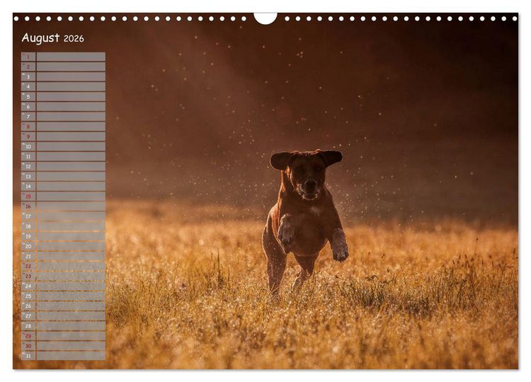 Produktbild: Rhodesian Ridgeback - Herzen auf vier Pfoten (Wandkalender 2026 DIN A3 quer), CALVENDO Monatskalender
