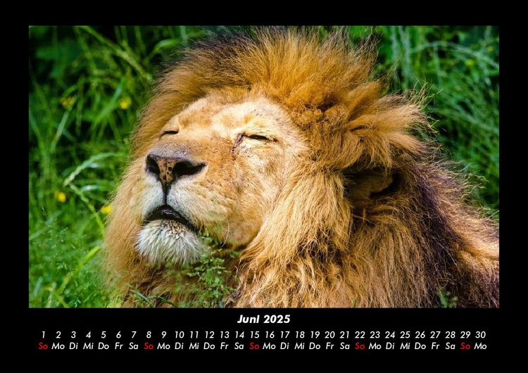 Produktbild: L&ouml;wen in der Wildnis 2025 Fotokalender DIN A3