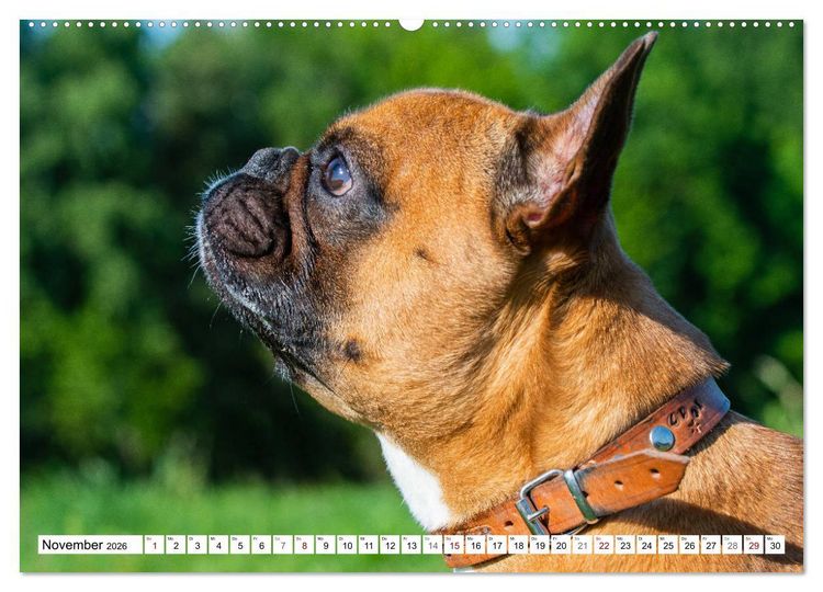 Produktbild: Kleiner Kobold Franz&ouml;sische Bulldogge (hochwertiger Premium Wandkalender 2026 DIN A2 quer), Kunstdruck in Hochglanz