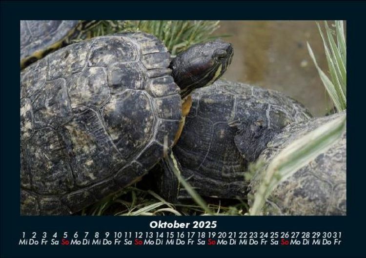 Produktbild: Schildkr&ouml;tenzauber 2025 Fotokalender DIN A5