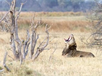 Produktbild: CALVENDO Puzzle Afrika: G&auml;hnender L&ouml;we, Botswana | 1000 Teile Lege-Gr&ouml;&szlig;e 64x48cm Foto-Puzzle f&uuml;r gl&uuml;ckliche Stunden