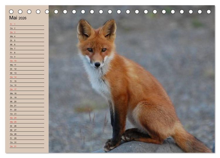 Produktbild: Der Fuchs. Bezaubernder Geselle (Tischkalender 2026 DIN A5 quer), CALVENDO Monatskalender