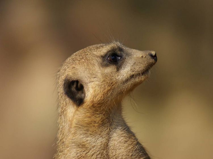 Produktbild: Erdm&auml;nnchen Profil (Puzzle)