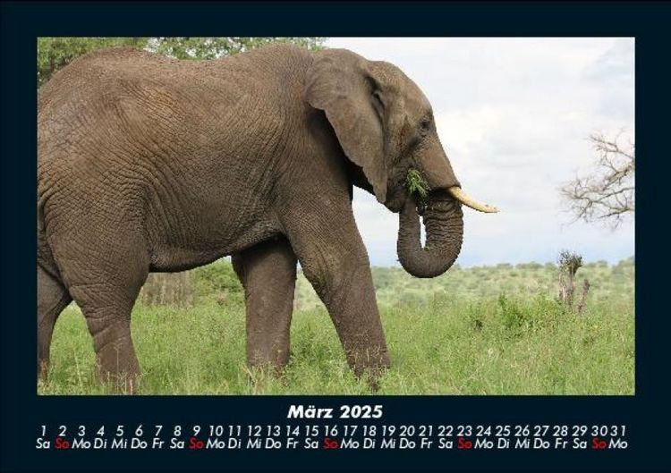 Produktbild: Elefanten - Die sanften Riesen Afrikas 2025 Fotokalender DIN A5