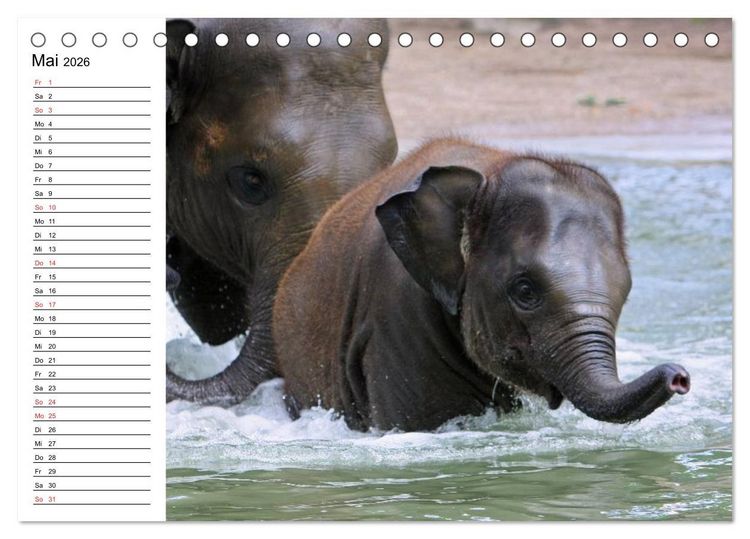 Produktbild: Elefanten - Wasserspa&szlig; am Strand (Tischkalender 2026 DIN A5 quer), CALVENDO Monatskalender