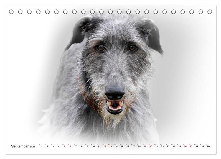 Produktbild: Windhund Portrait 2026 White Edition (Tischkalender 2026 DIN A5 quer), CALVENDO Monatskalender