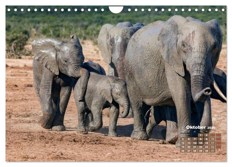 Produktbild: Afrikas Tierwelt: Elefantenbabys (Wandkalender 2026 DIN A4 quer), CALVENDO Monatskalender