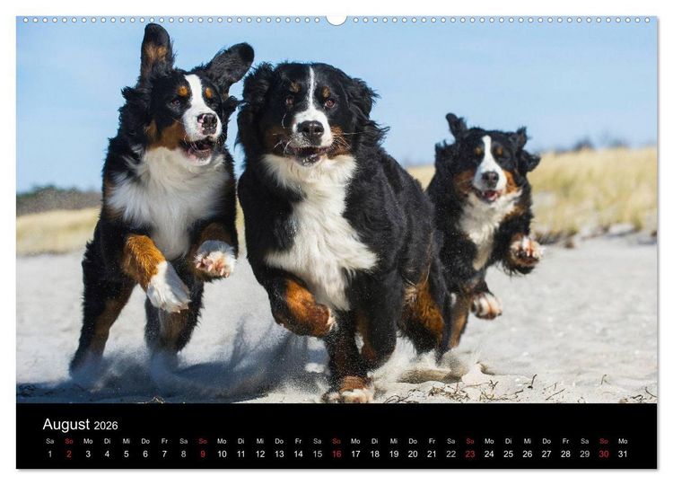 Produktbild: Treuer Freund Berner Sennenhund (Wandkalender 2026 DIN A2 quer), CALVENDO Monatskalender