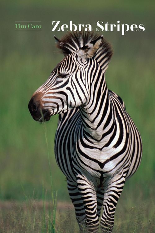 Produktbild: Zebra Stripes