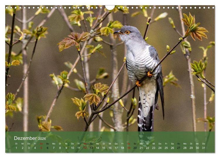 Produktbild: Kuckuck,Kuckuck,rufts aus dem Wald (Wandkalender 2026 DIN A3 quer), CALVENDO Monatskalender