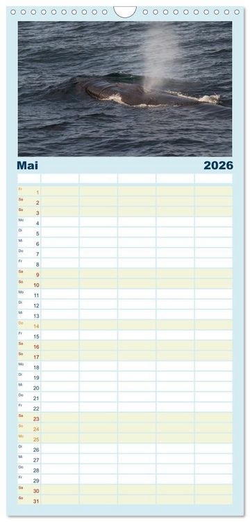Produktbild: Familienplaner 2026 - Die Wale von Andenes mit 5 Spalten (Wandkalender, 21 x 45 cm) CALVENDO