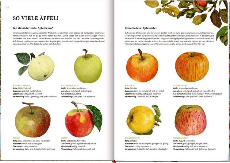 Produktbild: Das gro&szlig;e Buch vom Apfelbaum