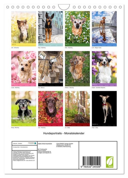 Produktbild: Hundeportraits - Monatskalender (Wandkalender 2026 DIN A4 hoch), CALVENDO Monatskalender