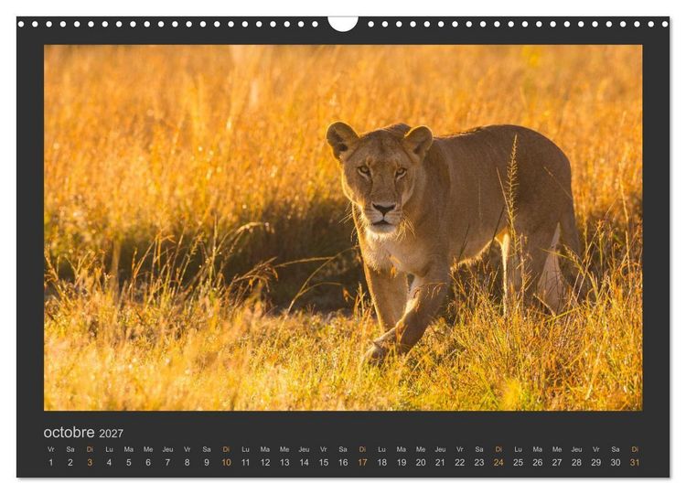 Produktbild: Lions &ndash; Photographies de la faune (Calendrier mural 2027 DIN A3 vertical), CALVENDO calendrier mensuel