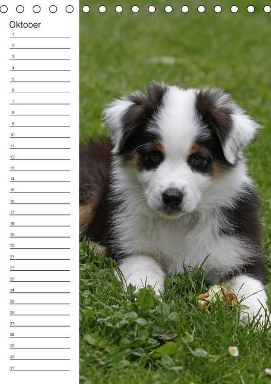 Produktbild: Der Aussie - Geburtstagskalender (Tischkalender immerw&auml;hrend DIN A5 hoch)