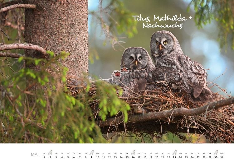 Produktbild: Eulen Kalender 2027