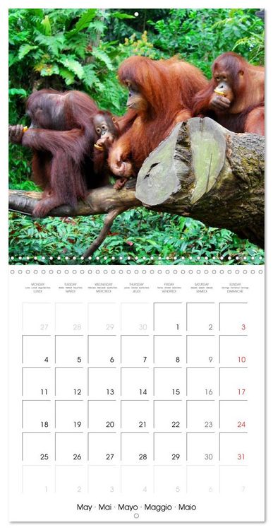 Produktbild: Orangutans Inhabitants of the rainforests (Wall Calendar 2026 12 &times; 12 Inch) CALVENDO 12 Month Wall Calendar