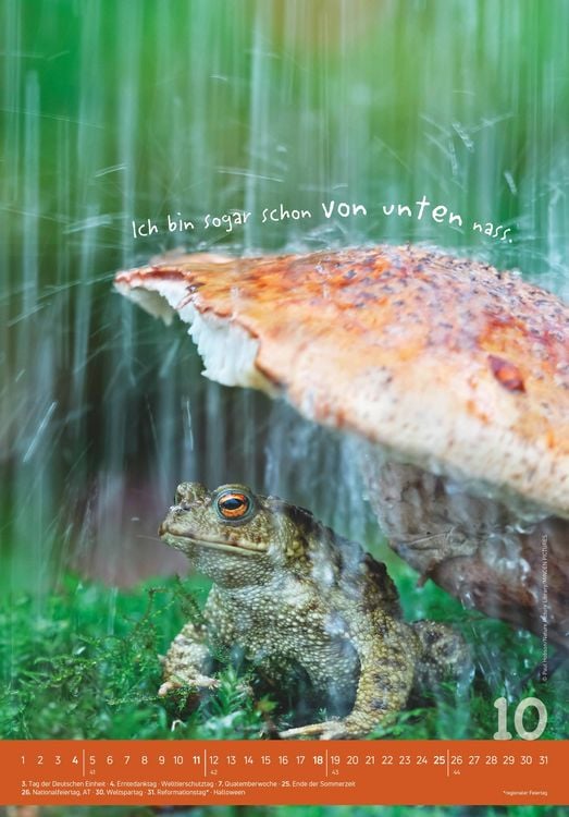 Produktbild: Tierisch cool! 2026 - Bild-Kalender 23,7x34 cm - mit lustigen Sprüchen - Humor - Wandkalender - mit Platz für Notizen - Alpha Edition