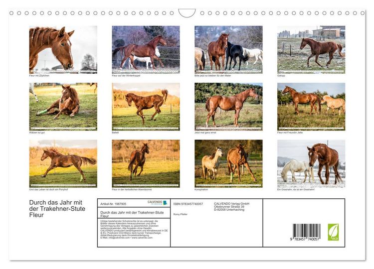 Produktbild: Durch das Jahr mit der Trakehner-Stute Fleur (Wandkalender 2026 DIN A3 quer), CALVENDO Monatskalender